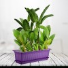Пластмасова саксия АНТИК зелен неон 60x20x17см 13л ИП-(АВ-200) - Irak Plastik